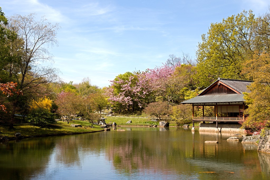 Japanse tuin belgie hasselt koivissen gele Iris ensata koi Cyprinus carpio lente bloesem kersenbloesem voorjaar